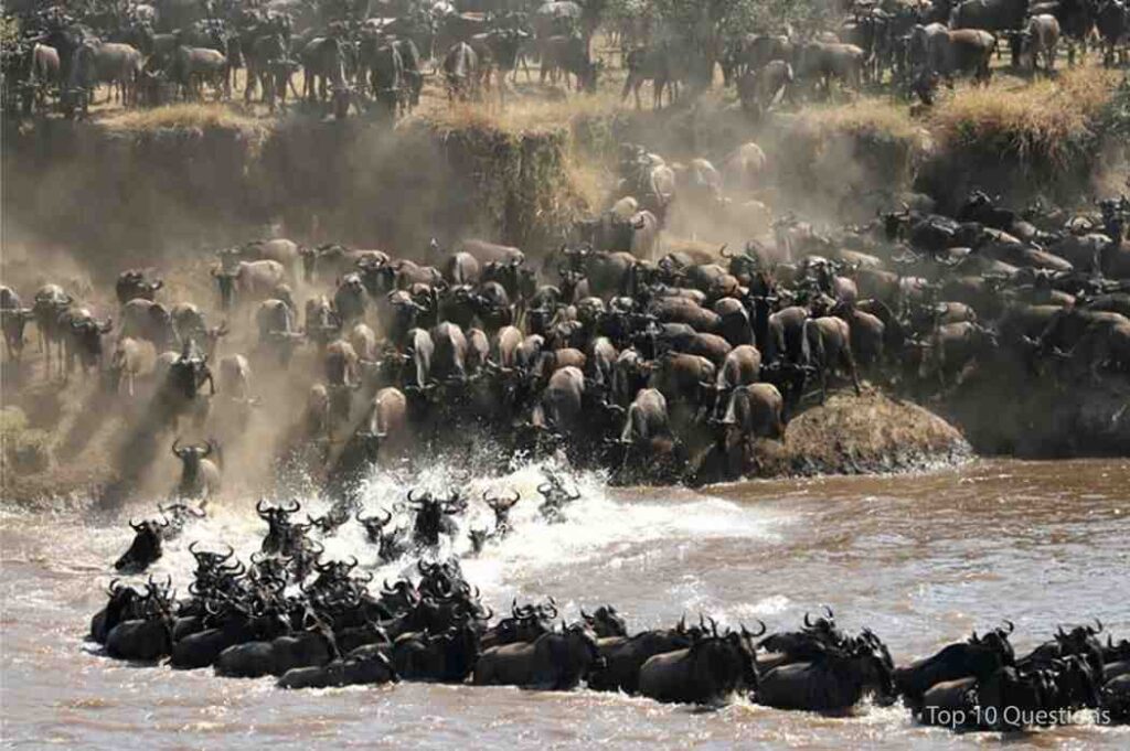 The Serengeti Migration 
