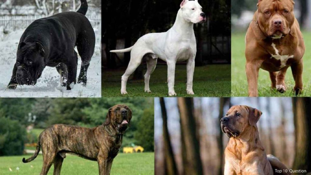 Discover Top 10 Dangerous Illegal Dogs in the World