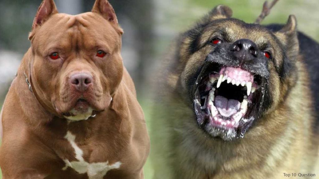 Understanding Vicious Dogs