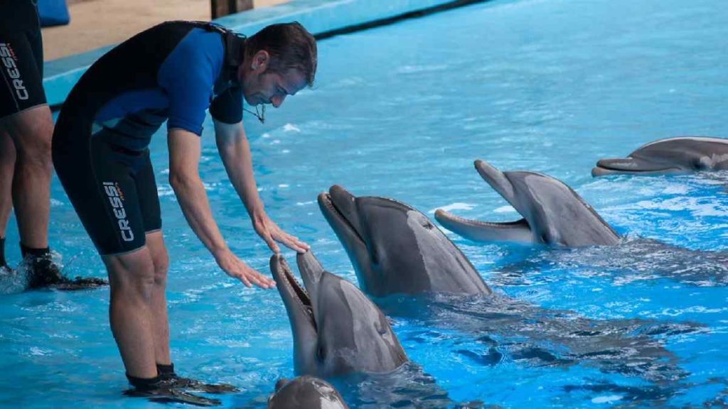 Are Dolphins evil to Humans? 