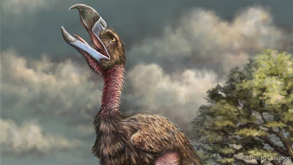 Biggest Prehistoric bird ever