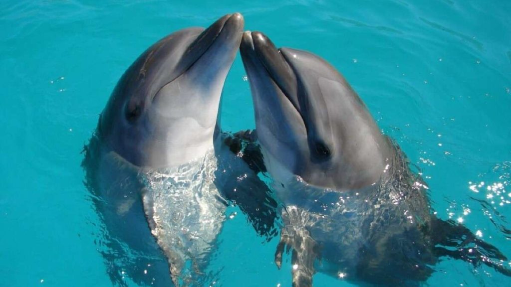 Dolphins Rapists of the Sea