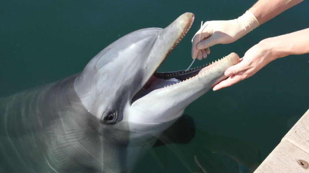 Viagra Dolphin 