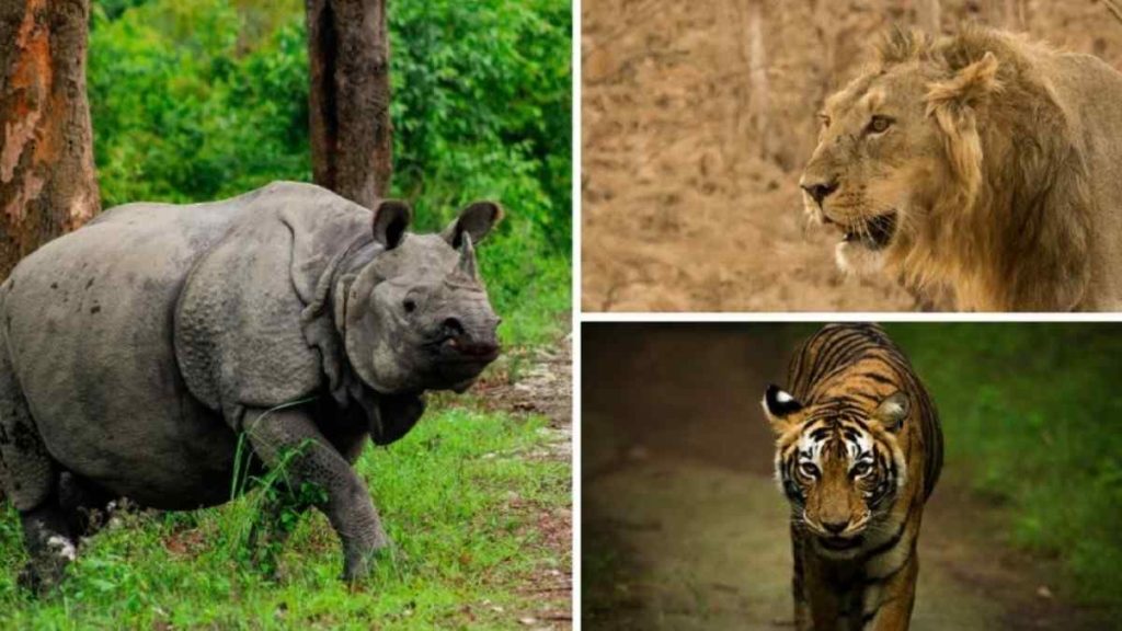 Top 10 Endangered Animals in India 2024