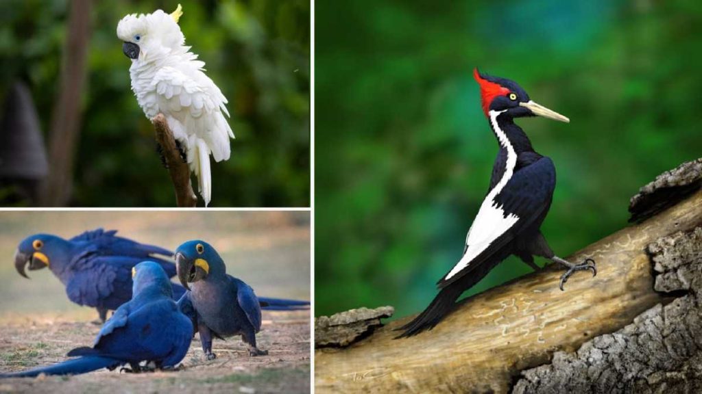 Top 10 Endangered Species of birds 
