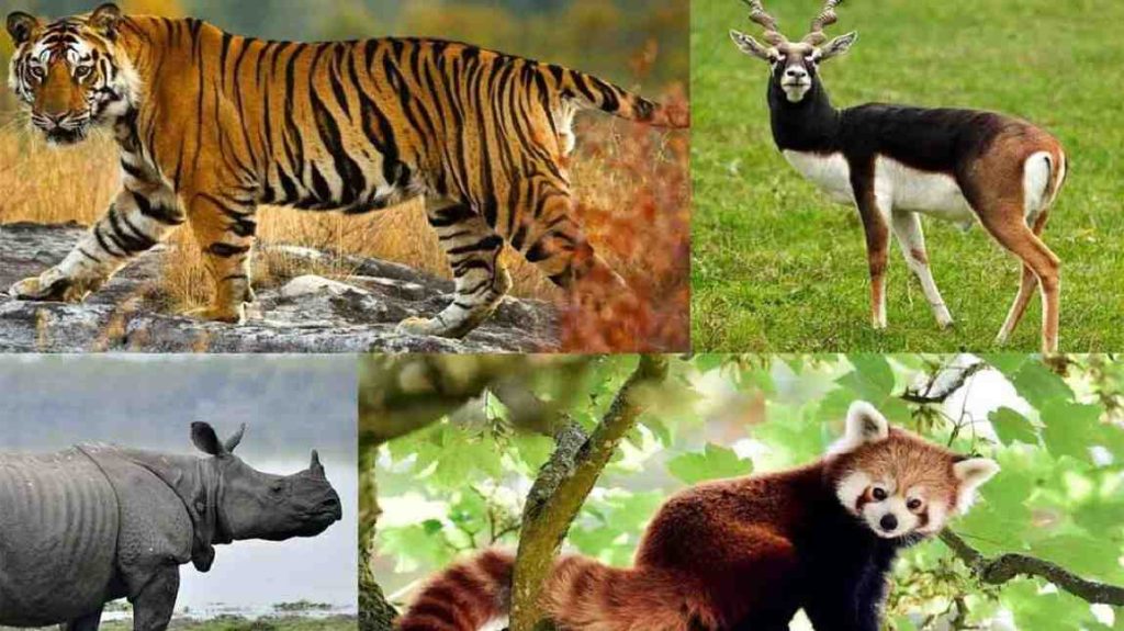 Top 10 endangered species of animals in the world